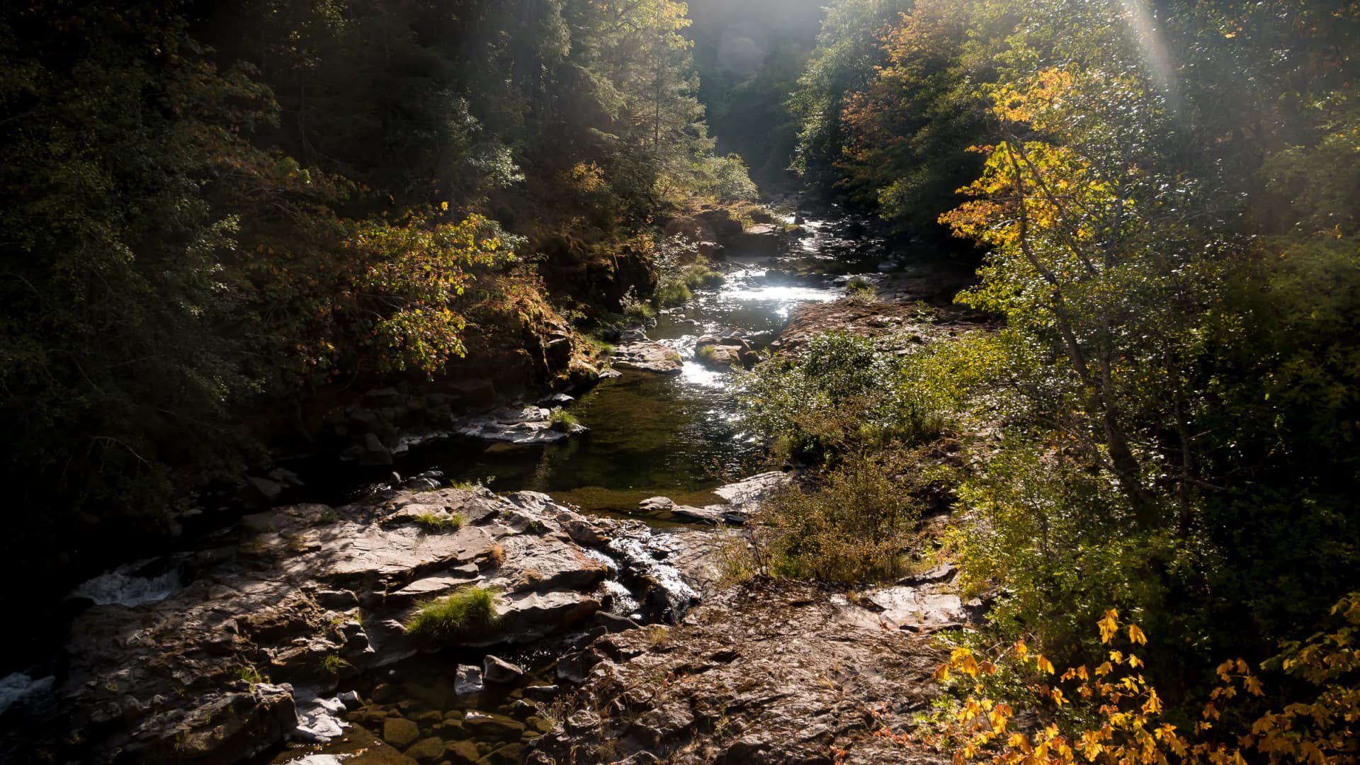 Morning light through mist over Canton Creek in an autumn forest