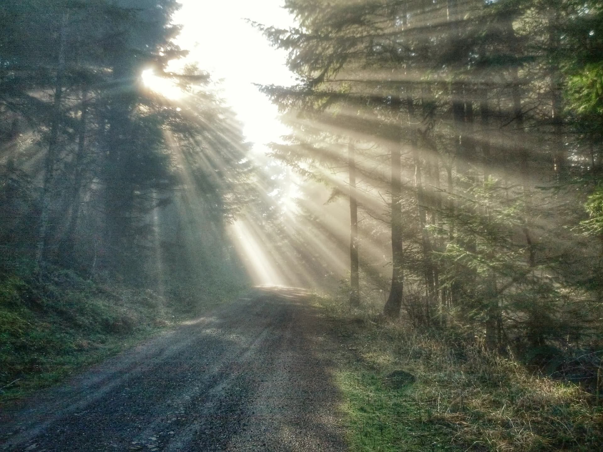 Sunbeams through fog in a fir forest on a gravel road near Roseburg