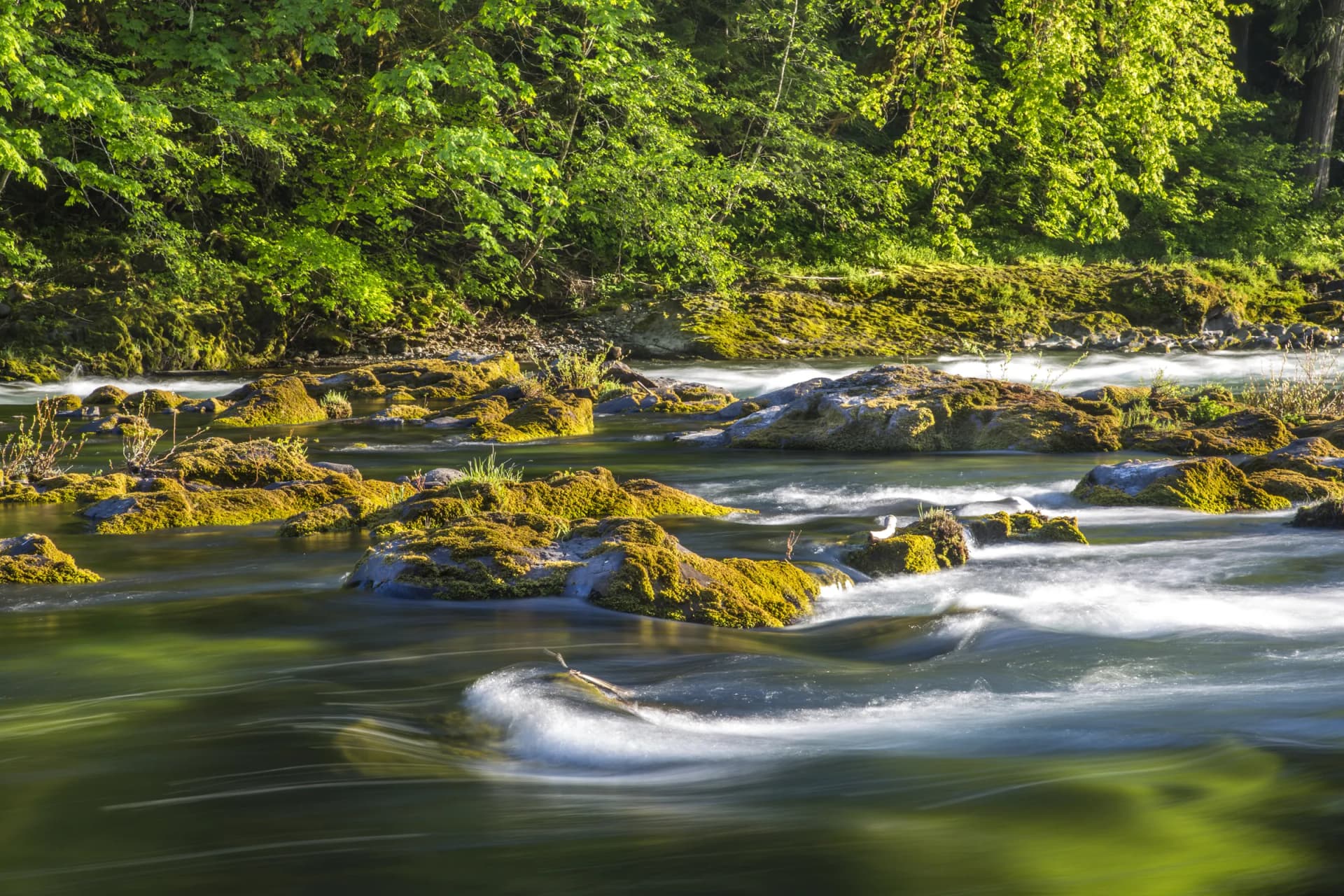 The North Umpqua River running over moss-covered boulders below a sunlit forest