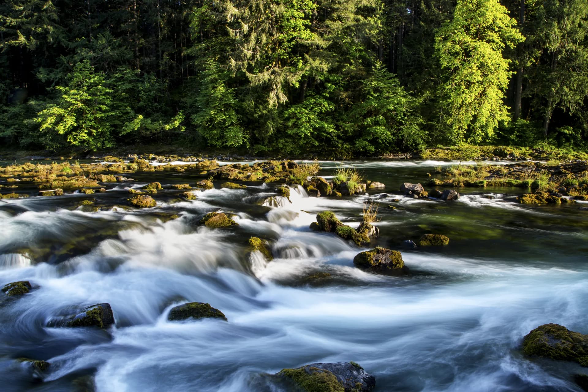 Sunlit rapids on the North Umpqua River below a green forest