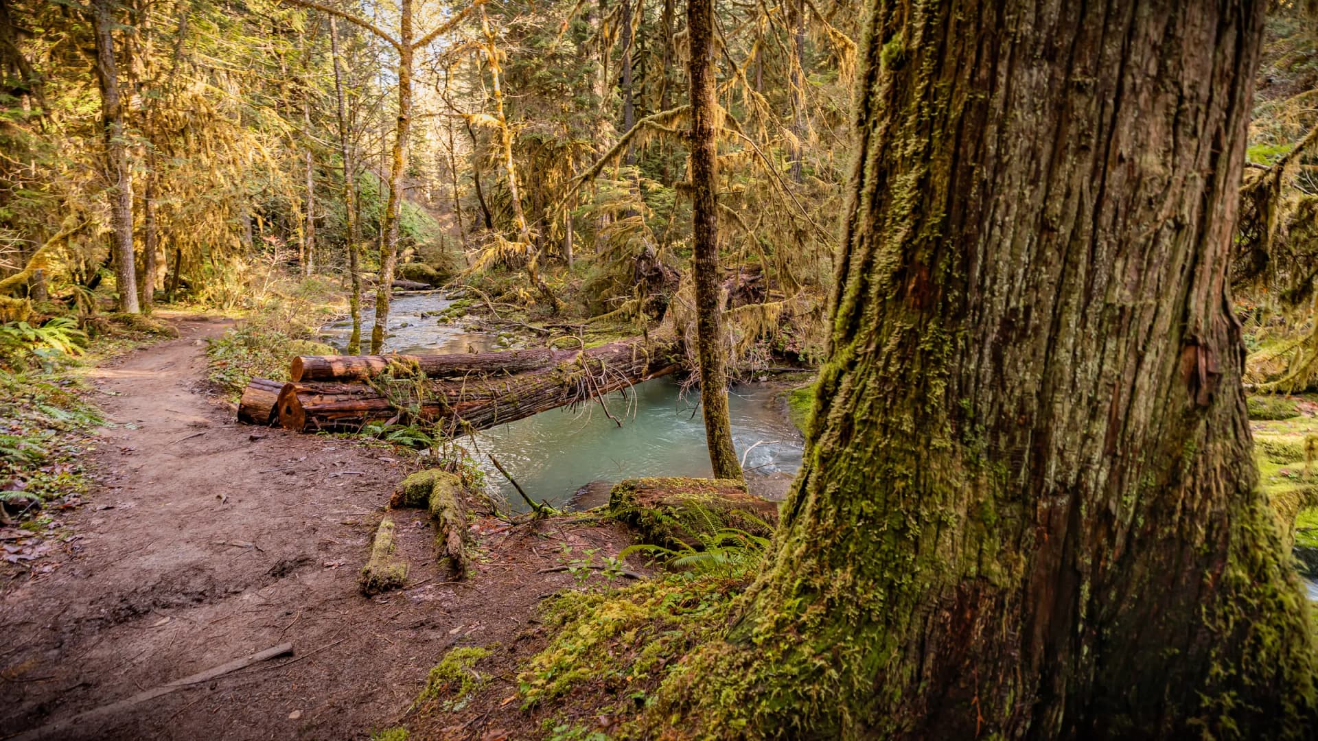 The Wolf Creek Falls Trail winding past an old-growth trunk beside the creek